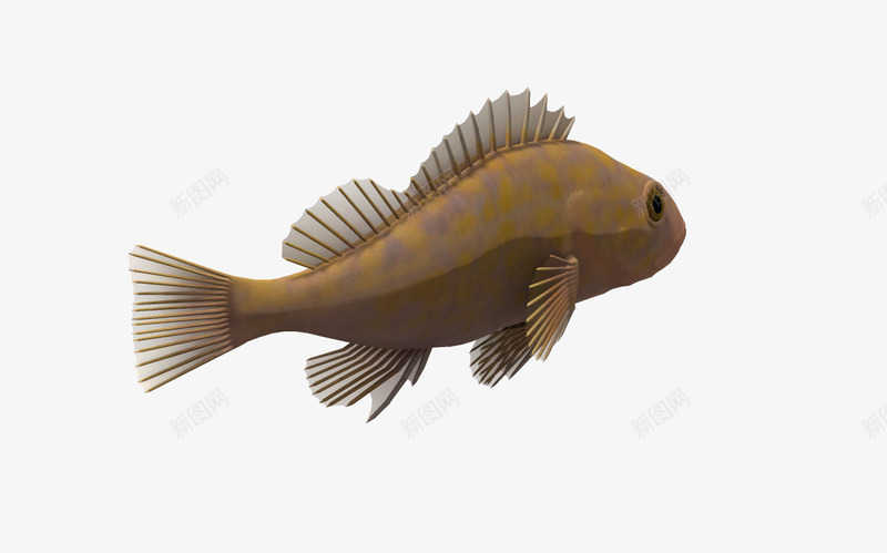 卡通鱼海洋动物png免抠素材_新图网 https://ixintu.com 3D 3d动物 动物 海底世界 蓝色海洋