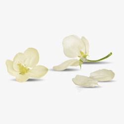 花瓣背景白色花朵高清图片