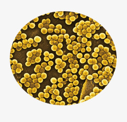 球菌球菌高清图片