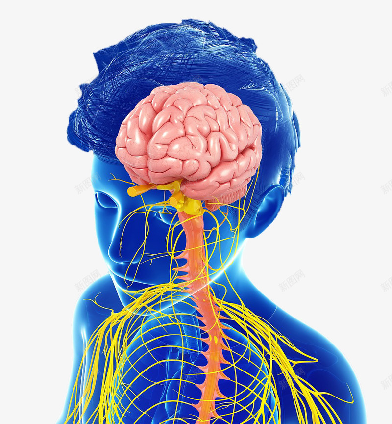 人体大脑神经反射png免抠素材_新图网 https://ixintu.com 人体经脉 人体结构 动物血管 叶脉 心血管系统 生物医学插图 脉管束