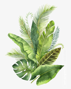 手绘绿色植物清新绿色蕨类植物芭蕉高清图片
