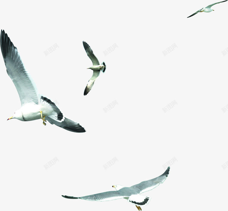海边度假区飞翔的海鸥png免抠素材_新图网 https://ixintu.com 度假区 海边 海鸥 飞翔