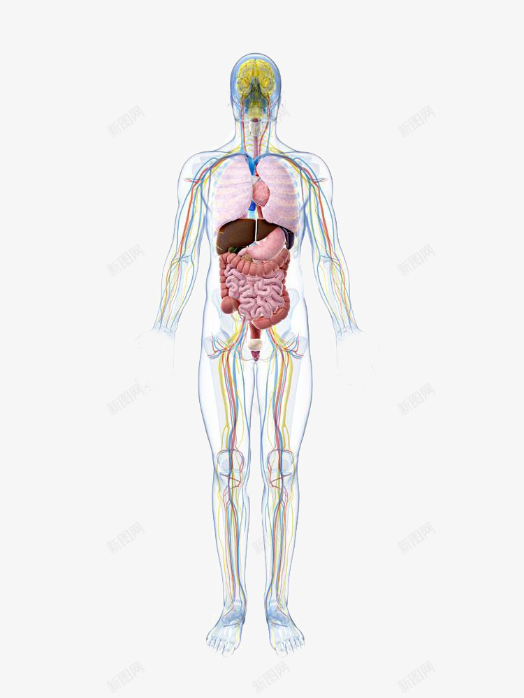 人体绘图png免抠素材_新图网 https://ixintu.com 剖析图 心脏 心脑血管 心血管 疾病