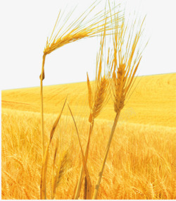 麦子熟了麦子熟了片高清图片
