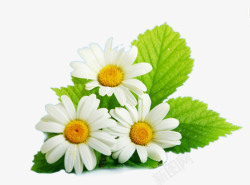 白色小雏菊带叶子的三朵雏菊花高清图片
