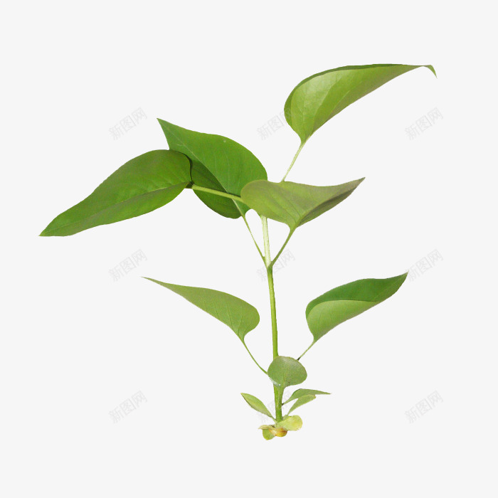 生长的植物png免抠素材_新图网 https://ixintu.com 生命力 生长 绿色