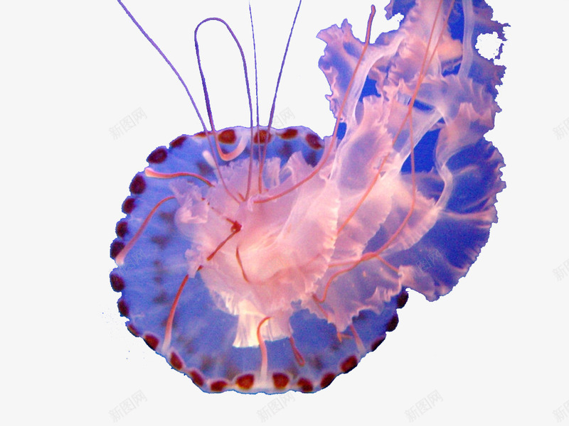 海底动物png免抠素材_新图网 https://ixintu.com 危险 水母 生物 粉色 红色水母