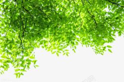 浅绿色泛光绿叶png绿色清新树叶背景高清图片