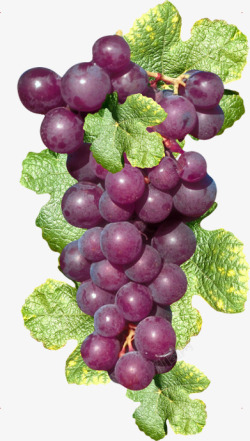 葡萄串免抠素材紫色葡萄串高清图片