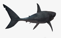 海底遨游黑色遨游海底生物动物鲸鱼高清图片