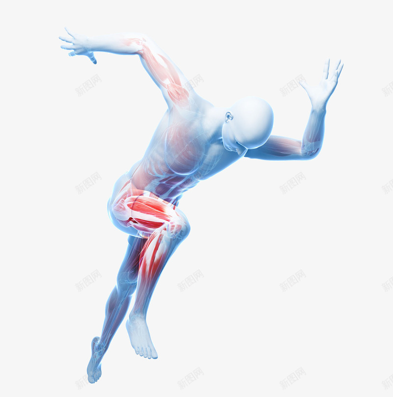 肌肉组织立体插画png免抠素材_新图网 https://ixintu.com 人 冲刺移 医学 半透明 肌肉 肌肉组织立体插画 赛跑 身体部位 运动 选手