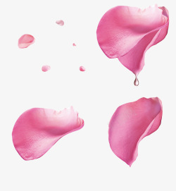 玫瑰精油海报粉色玫瑰花花瓣漂浮高清图片