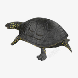 爬行动物陆龟黑色龟壳乌龟陆龟高清图片