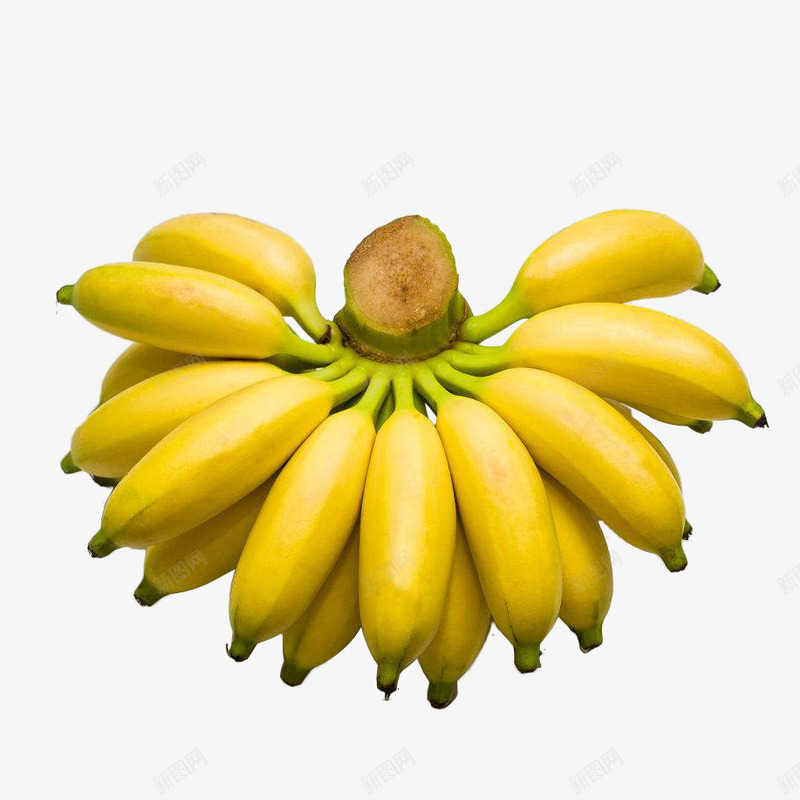 一串新鲜成熟美味的小米蕉实物免png免抠素材_新图网 https://ixintu.com 一串新鲜成熟美味的小米蕉实物免抠免费下载 亚热带 健康 实物 小米蕉 水果 芭蕉 饮食 香蕉