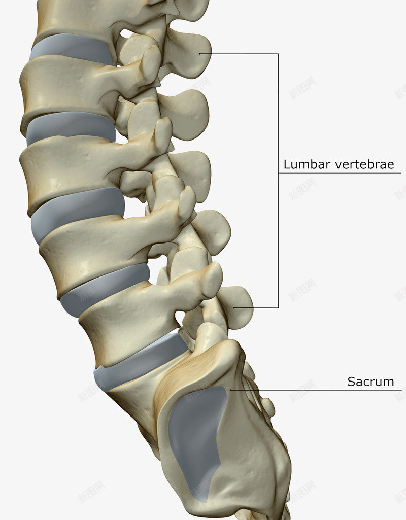 脊椎尾骨png免抠素材_新图网 https://ixintu.com 医学插图 教科书 腰椎 骨头