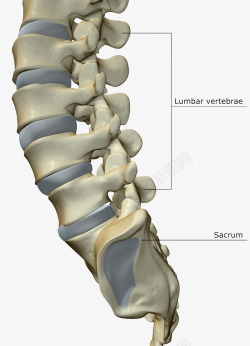 脊椎尾骨素材
