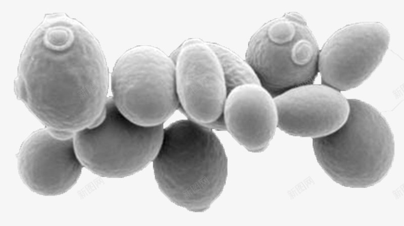 酵母菌png免抠素材_新图网 https://ixintu.com 微生物 显微镜下实物 酵母菌