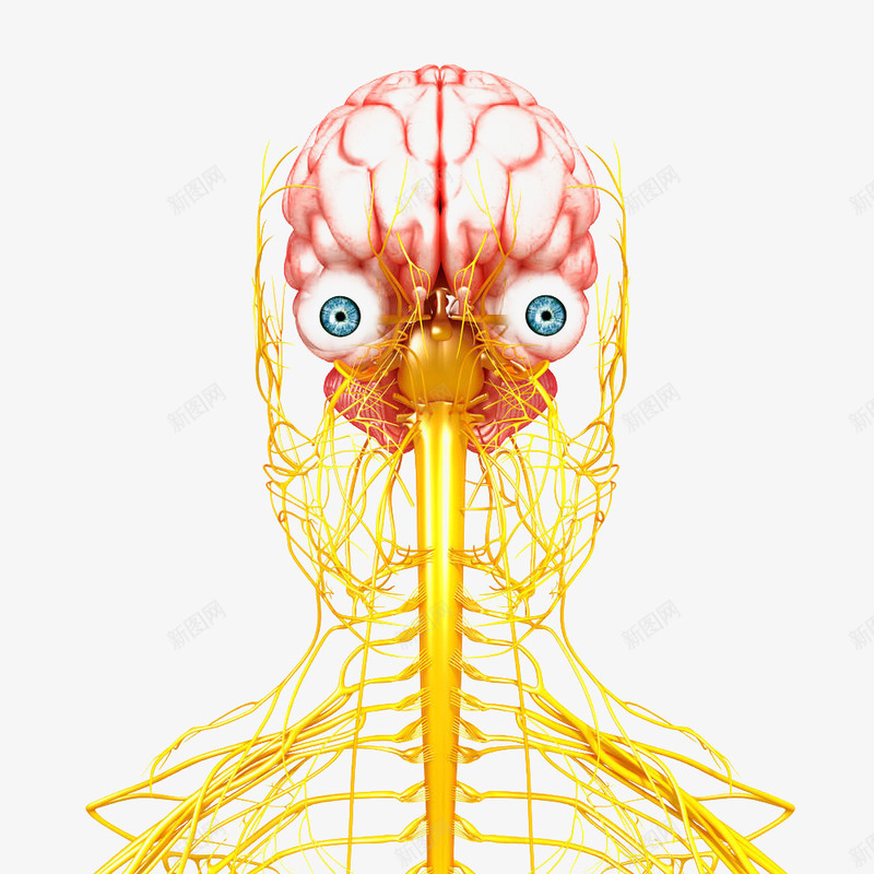 大脑神经分布png免抠素材_新图网 https://ixintu.com 人体经脉 人体结构 动物血管 叶脉 心血管系统 生物医学插图 脉管束