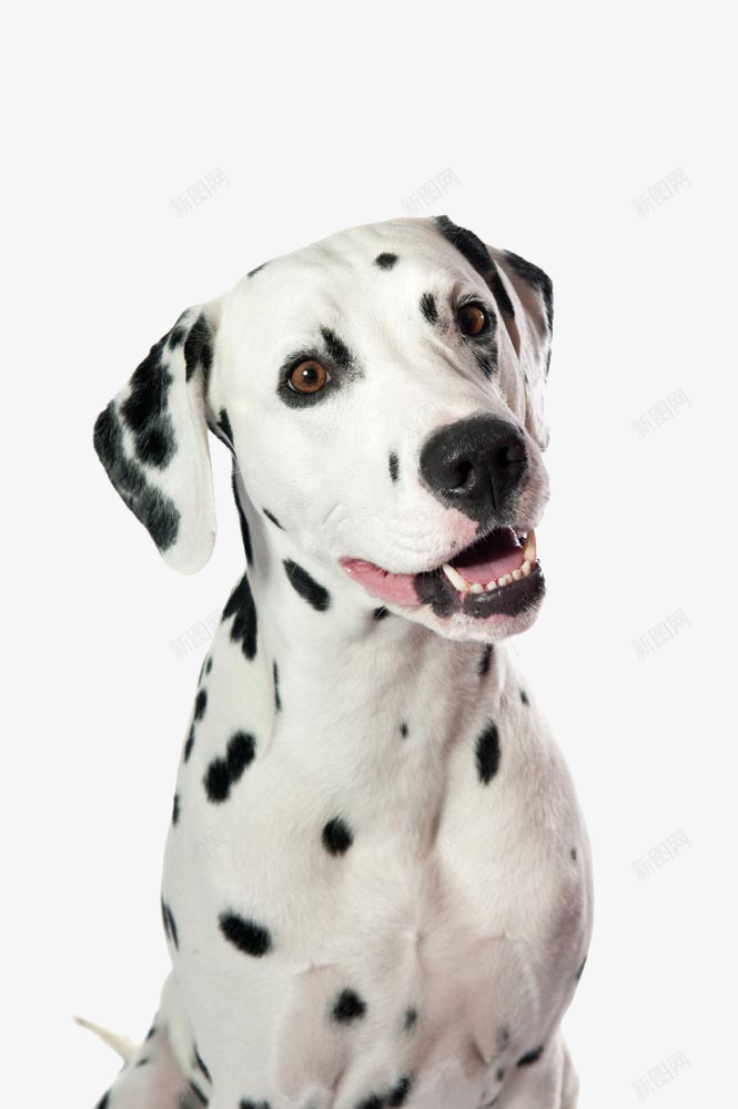歪头的斑点狗png免抠素材_新图网 https://ixintu.com 可爱 宠物 斑点 斑点狗图案 狗狗