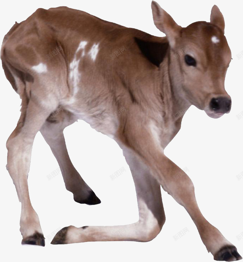 棕色的牛犊png免抠素材_新图网 https://ixintu.com 动物 可爱 棕色 牛犊 装饰