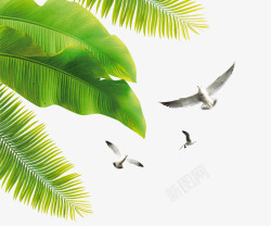 海鸥飞鸟椰树高清图片