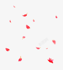 花瓣散落红色散落的花瓣高清图片