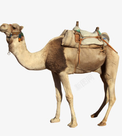 沙漠中的骆驼素材