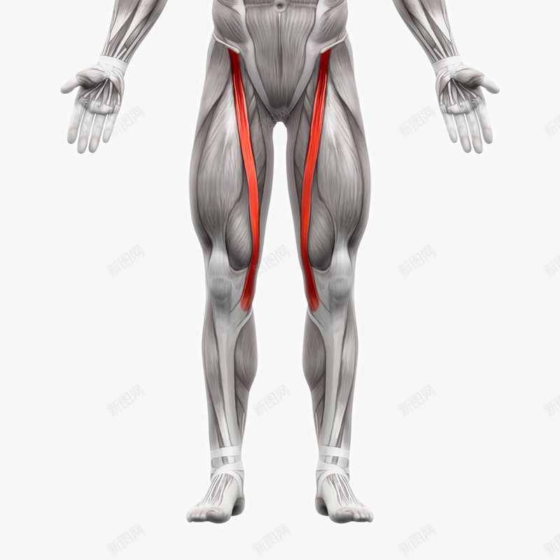 人体肌肉组织分布png免抠素材_新图网 https://ixintu.com 人体器官人体模型 人体结构图 人体肌肉组织分布 人体骨骼 医学研究 肌肉组织 肌肉锻炼 肱二头肌 骨头人