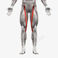 人体肌肉组织人体肌肉组织分布高清图片
