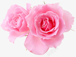 分层花朵粉色分层花朵玫瑰高清图片