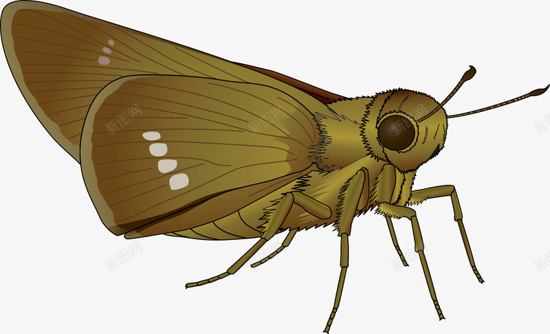 棕色花纹飞蛾矢量图eps免抠素材_新图网 https://ixintu.com 昆虫 棕色花纹飞蛾 矢量素材 飞蛾 矢量图