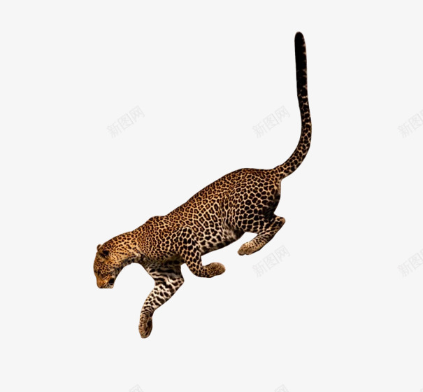 奔跑的豹子png免抠素材_新图网 https://ixintu.com png png素材 动物 奔跑的动物 豹子