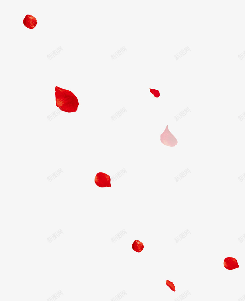 红色玫瑰花瓣漂浮png免抠素材_新图网 https://ixintu.com 免抠PNG 漂浮素材 玫瑰花瓣 红色