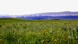 喀拉峻大草原新疆喀拉峻草原一高清图片