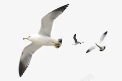 飞舞的大雁海鸥高清图片