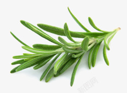 西餐实色绿色植物迷迭香高清图片