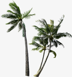 创意摄影海边度假区的大树素材
