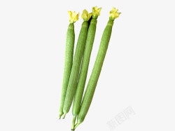 夏天蔬菜夏天丝瓜高清图片