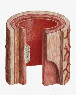 血管动脉横断面插画血管动脉横断面插画高清图片