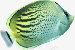 海底动物卡通鱼青色素材