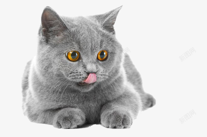 可爱的灰色小猫咪png免抠素材_新图网 https://ixintu.com 动物 卖萌小猫 可爱小猫咪 咪咪 好可爱 猫咪
