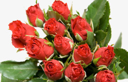 红玫瑰花朵素材