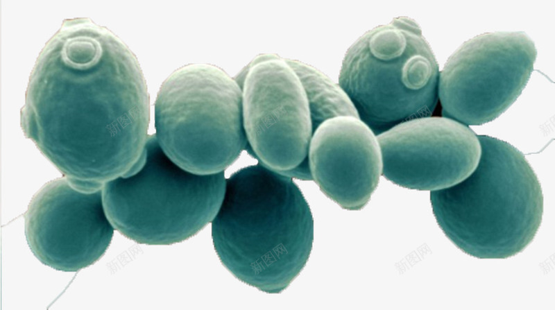 酵母菌png免抠素材_新图网 https://ixintu.com 微生物 显微镜下实物 有害微生物素材 酵母菌