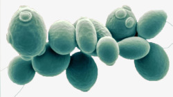 显微镜实物酵母菌高清图片