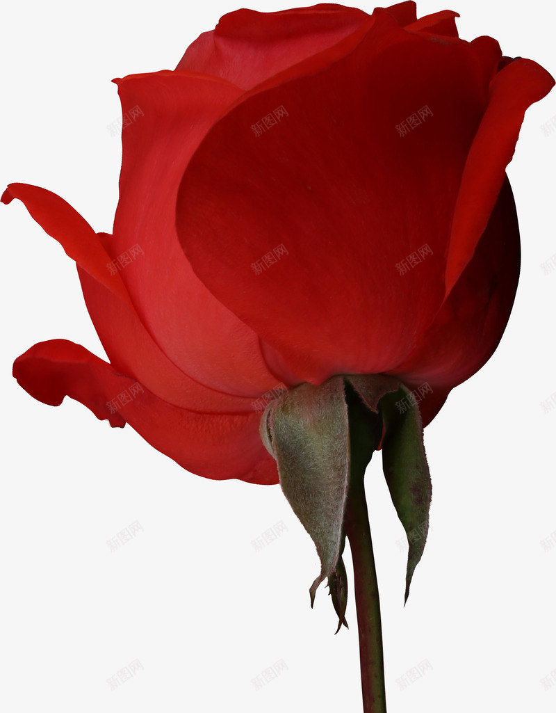 实拍红色玫瑰png免抠素材_新图网 https://ixintu.com 创意 可爱 彩色 手绘 漫画 玫瑰 简单 红色