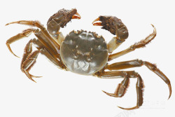 产品生物螃蟹高清图片