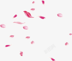 多彩花瓣效果植物花瓣漂浮玫瑰花效果高清图片