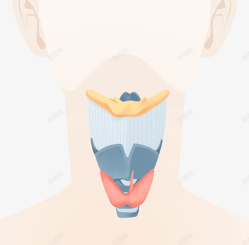 人体喉咙手绘插画png免抠素材_新图网 https://ixintu.com 人 人体喉咙手绘插画 医疗 器官 横断面对 腺 英国人 身体部位