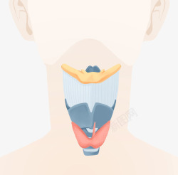 横断面对人体喉咙手绘插画高清图片
