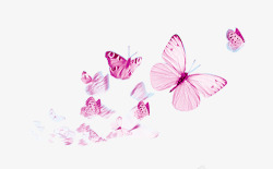 飞行漫天飞舞的蝴蝶高清图片